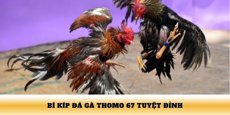 Bí kíp đá gà Thomo 67 tuyệt đỉnh