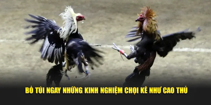 Bỏ túi ngay những kinh nghiệm chọi kê như cao thủ