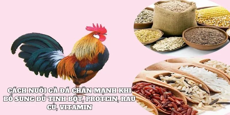 Cách nuôi gà đá chân mạnh khi bổ sung đủ tinh bột, protein, vitamin