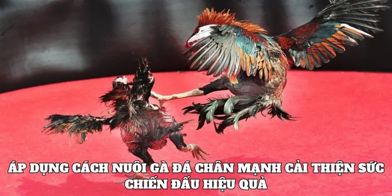 Áp dụng cách nuôi gà đá chân mạnh cải thiện sức chiến đấu hiệu quả