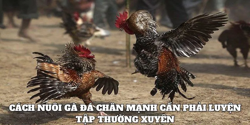 Cách nuôi gà đá chân mạnh cần phải luyện tập thường xuyên