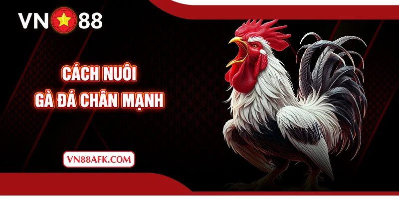 cách nuôi gà đá chân mạnh