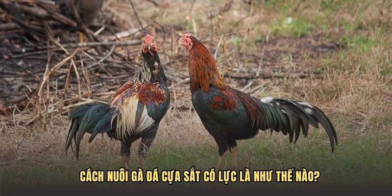 Cách nuôi gà đá cựa sắt có lực là như thế nào?
