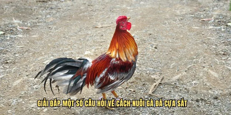 Giải đáp một số câu hỏi về cách nuôi gà đá cựa sắt