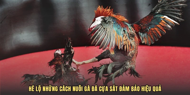 Hé lộ những cách nuôi gà đá cựa sắt đảm bảo hiệu quả