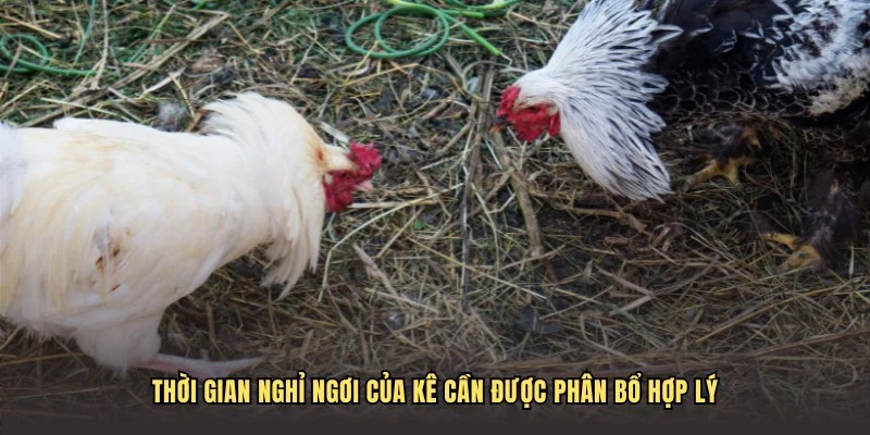 Thời gian nghỉ ngơi của kê cần được phân bổ hợp lý