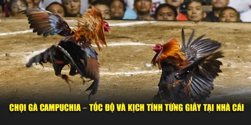 Chọi gà Campuchia – Tốc độ và kịch tính từng giây tại nhà cái