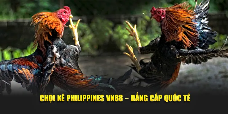 Đá gà Philippines VN88 – Đẳng cấp quốc tế