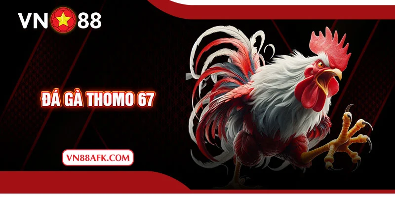 Đá gà Thomo 67