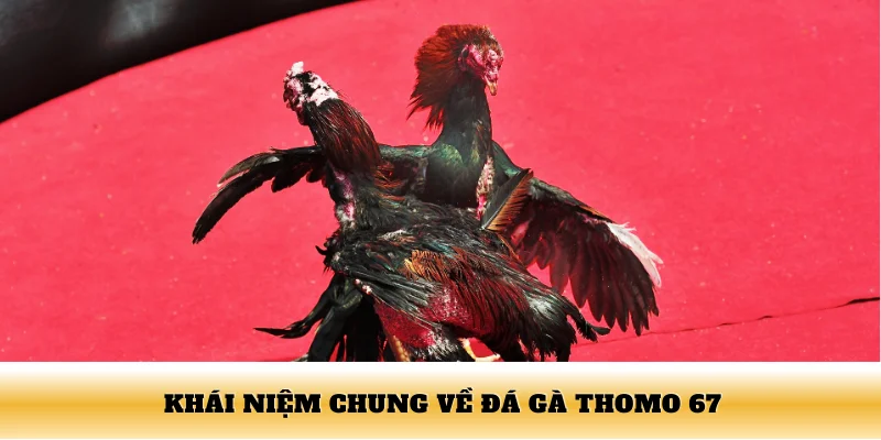 Khái niệm chung về đá gà Thomo 67