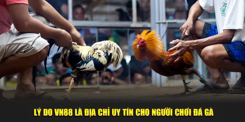 Lý do VN88 là địa chỉ uy tín cho người chơi đá gà
