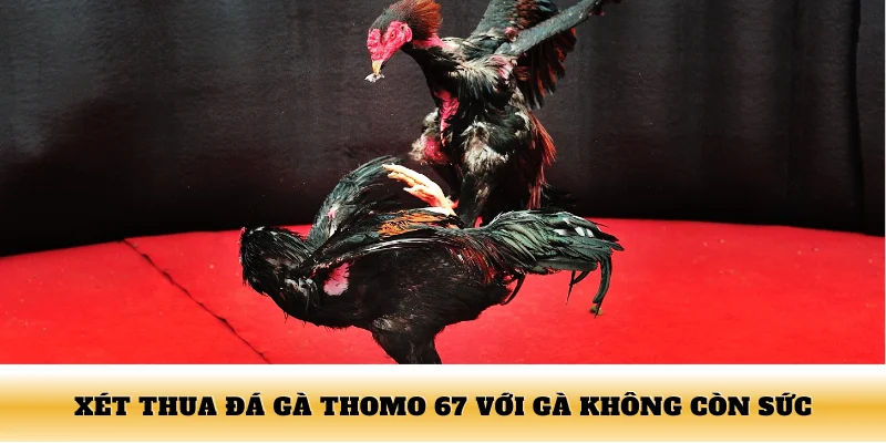 Xét thua đá gà Thomo 67 với gà không còn sức